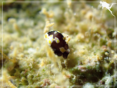 Colpodaspis thompsoni