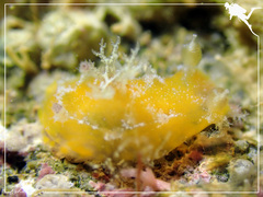 Plocamopherus pecoso