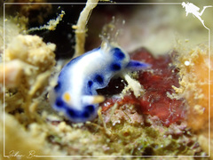 Hypselodoris infucata