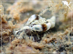 Goniodoris joubini