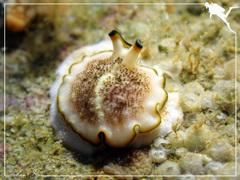 Pseudoceros heronensis