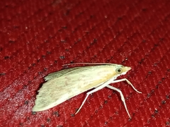 Ecpyrrhorrhoe damastesalis