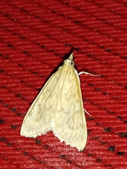 Ecpyrrhorrhoe damastesalis
