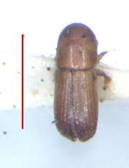 Scolytinae