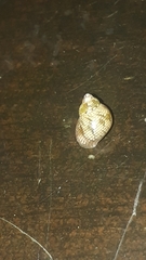 Tricolia