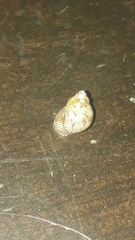 Tricolia