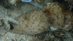 Holothuria fuscocinerea