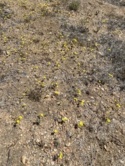 Leptosiphon chrysanthus