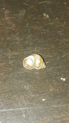 Tricolia