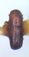 Scolytinae