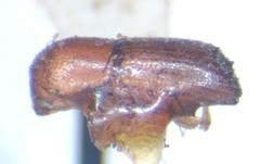 Scolytinae