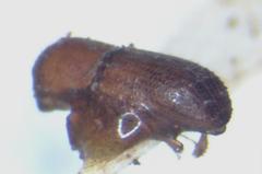 Scolytinae