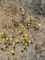 Leptosiphon chrysanthus