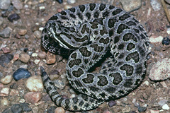 Sistrurus tergeminus