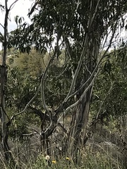 Colluricincla harmonica