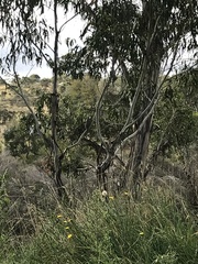 Colluricincla harmonica