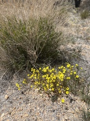 Leptosiphon chrysanthus