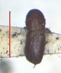 Scolytinae