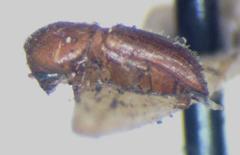 Scolytinae