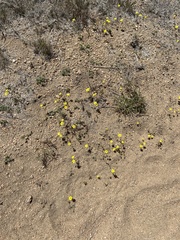 Leptosiphon chrysanthus