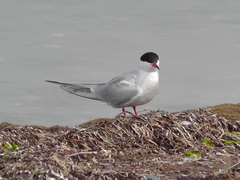 Sterna dougallii dougallii