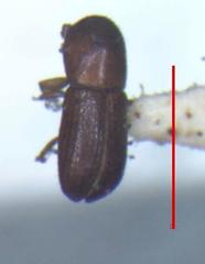 Scolytinae