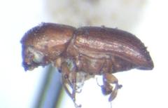 Scolytinae