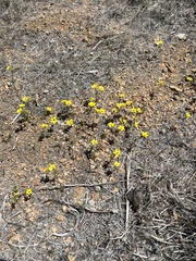 Leptosiphon chrysanthus