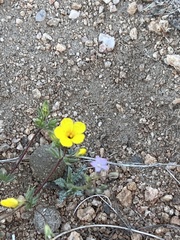 Leptosiphon chrysanthus