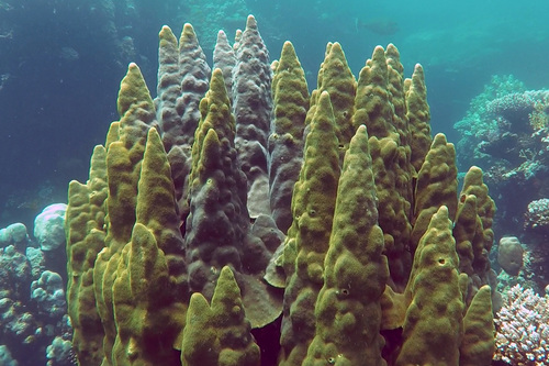 Porites columnaris · iNaturalist