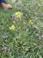 Erysimum repandum