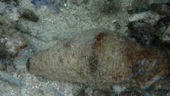 Holothuria fuscocinerea