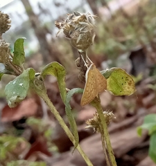 Ecpyrrhorrhoe damastesalis