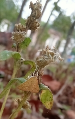 Ecpyrrhorrhoe damastesalis