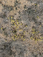 Leptosiphon chrysanthus