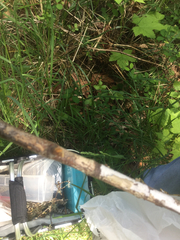 Peniophora decorticans