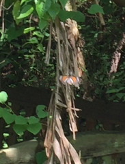 Danaus melanippus hegesippus