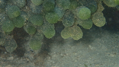 Tydemania expeditionis