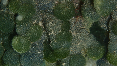 Tydemania expeditionis