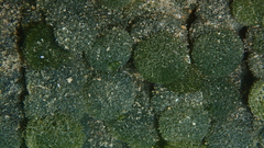 Tydemania expeditionis