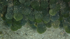 Tydemania expeditionis