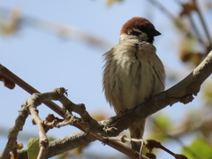 Passer montanus