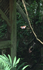 Danaus melanippus hegesippus