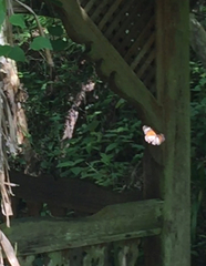 Danaus melanippus hegesippus