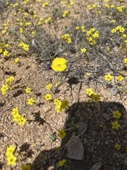 Leptosiphon chrysanthus