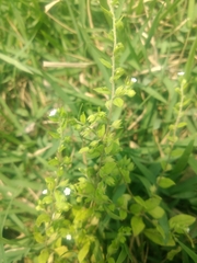 Thyrocarpus sampsonii