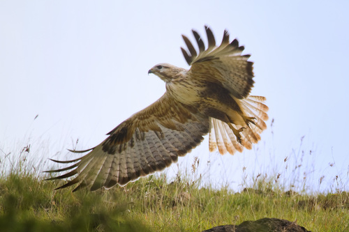 Long-legged Buzzard