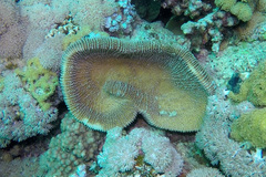 Ctenactis