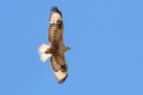 Long-legged Buzzard