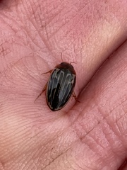 Agabus disintegratus